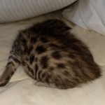 Egyptian Mau Bronze male kitten DOB 3/3/21