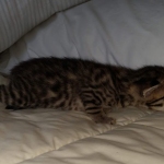 Egyptian Mau Bronze male kitten DOB 3/3/21