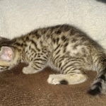 Egyptian Mau Bronze male kitten DOB 3/3/21