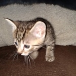 Egyptian Mau Bronze male kitten DOB 3/3/21
