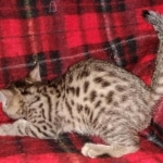 Egyptian Mau Bronze male kitten DOB 3/3/21