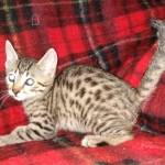 Egyptian Mau Bronze male kitten DOB 3/3/21
