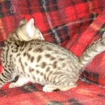 Tigger Egyptian Mau Bronze male kitten DOB 3/3/21