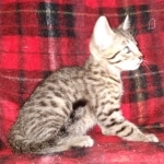 Egyptian Mau Bronze male kitten DOB 3/3/21