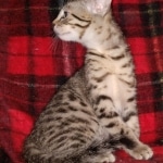 Egyptian Mau Bronze male kitten DOB 3/3/21