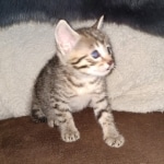 Egyptian Mau Bronze male kitten DOB 3/3/21