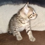 Egyptian Mau Bronze male kitten DOB 3/3/21