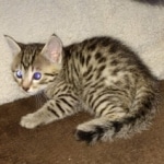 Egyptian Mau Bronze male kitten DOB 3/3/21