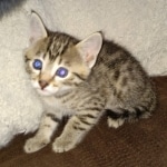 Egyptian Mau Bronze male kitten DOB 3/3/21