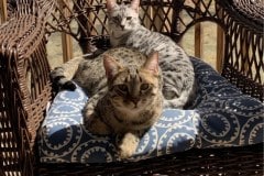 Ra Egyptian Mau Bronze Male DOB 6-5-20