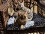 Ra Egyptian Mau Bronze Male DOB 6-5-20
