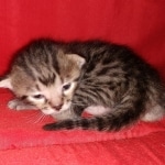 Mau, Bronze, Male, DOB 6-5-20