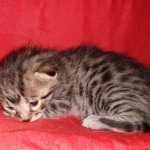 Mau, Bronze, Male, DOB 6-5-20