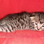 Mau, Bronze, Male, DOB 6-5-20