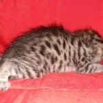 Mau, Bronze, Male, DOB 6-5-20