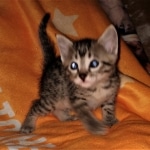 Mau, Bronze, Male, DOB 6-5-20