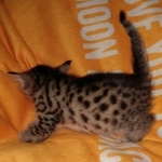 Mau, Bronze, Male, DOB 6-5-20