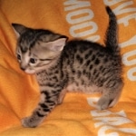 Mau, Bronze, Male, DOB 6-5-20