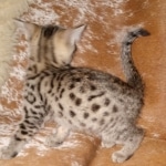 Mau, Bronze, Male, DOB 6-5-20