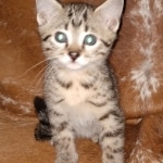 Mau, Bronze, Male, DOB 6-5-20