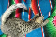 Apollo Egyptian Mau, Bronze, Male DOB 7-26-17