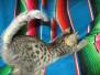 Apollo Egyptian Mau, Bronze, Male DOB 7-26-17