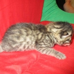Mau, Bronze, Male, DOB 7-26-17
