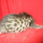Mau, Bronze, Male, DOB 7-26-17