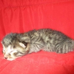 Mau, Bronze, Male, DOB 7-26-17