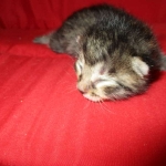 Mau, Bronze, Male, DOB 7-26-17