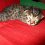 Mau, Bronze, Male, DOB 7-26-17