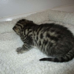 Mau, Bronze, Male, DOB 7-26-17