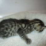 Mau, Bronze, Male, DOB 7-26-17
