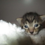 Mau, Bronze, Male, DOB 7-26-17