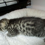 Mau, Bronze, Male, DOB 7-26-17