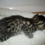 Mau, Bronze, Male, DOB 7-26-17