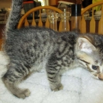 Mau, Bronze, Male, DOB 7-26-17