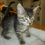 Mau, Bronze, Male, DOB 7-26-17