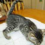 Mau, Bronze, Male, DOB 7-26-17