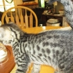 Mau, Bronze, Male, DOB 7-26-17