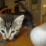 Mau, Bronze, Male, DOB 7-26-17