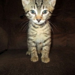 Apollo, Mau, Bronze, Male, DOB 7-26-17