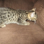 Apollo, Mau, Bronze, Male, DOB 7-26-17