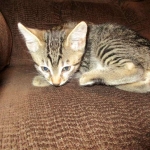 Apollo, Mau, Bronze, Male, DOB 7-26-17