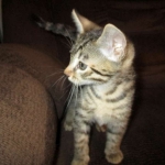 Apollo, Mau, Bronze, Male, DOB 7-26-17