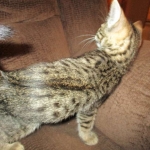 Apollo, Mau, Bronze, Male, DOB 7-26-17