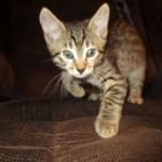 Apollo, Mau, Bronze, Male, DOB 7-26-17