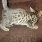 Apollo, Mau, Bronze, Male, DOB 7-26-17