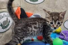 Beau Egyptian Mau Bronze Male DOB 7-26-22
