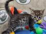 Beau Egyptian Mau Bronze Male DOB 7-26-22